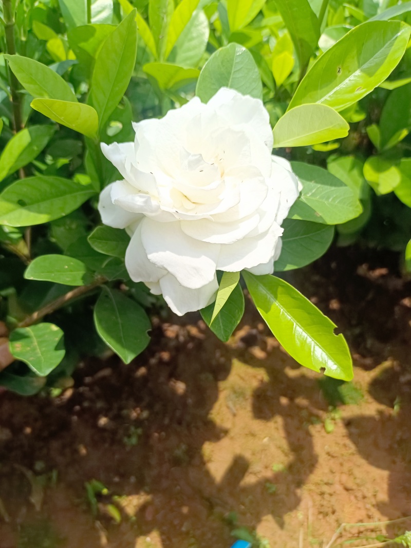 栀子花栀子栀子苗栀子花苗小叶栀子大叶栀子