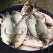 遂宁蓬溪基地批发供应优质白鲢大鱼鲜活肉质鲜美