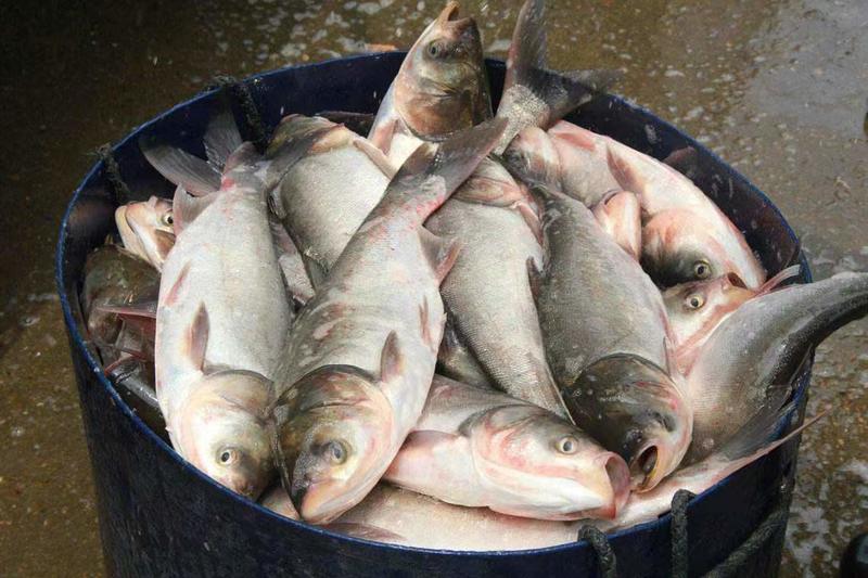 遂宁蓬溪基地批发供应优质白鲢大鱼鲜活肉质鲜美