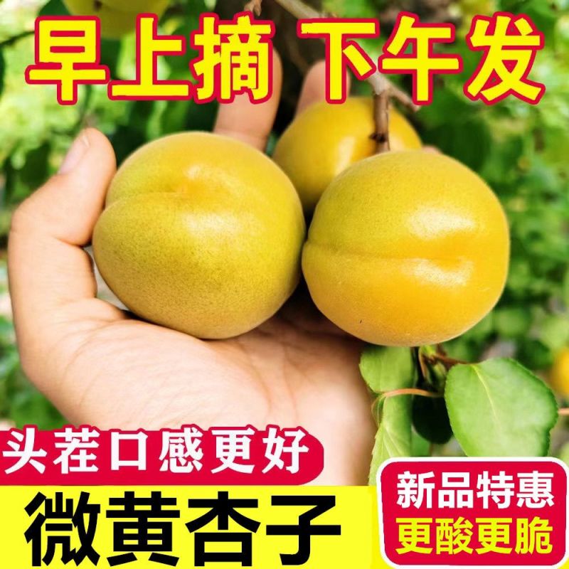 河北麦黄杏，大量上市中，日收50万斤产地一手货源保质保量