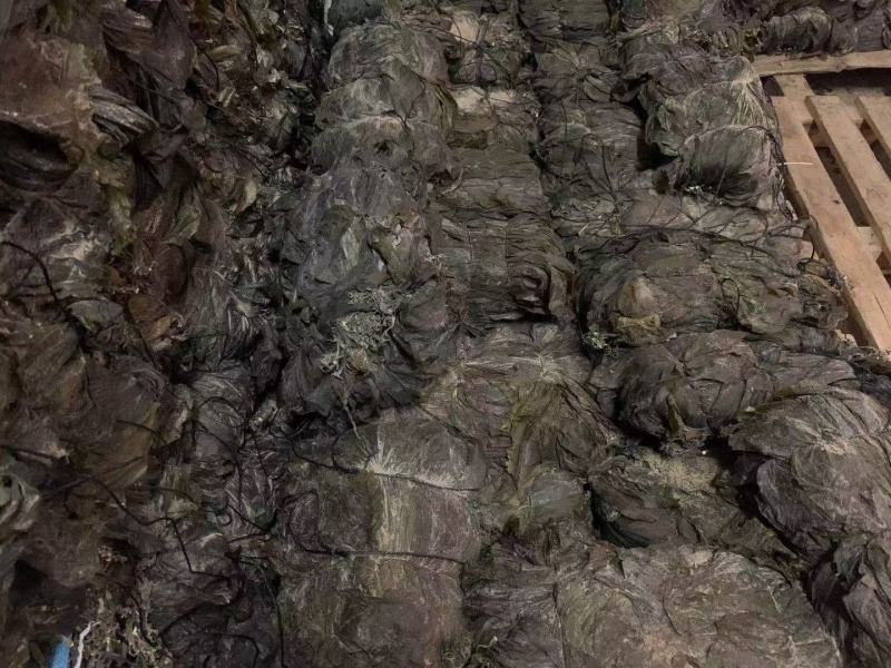 干海带海带干海带海带一棵菜海带皮海带养殖加工场直接供货