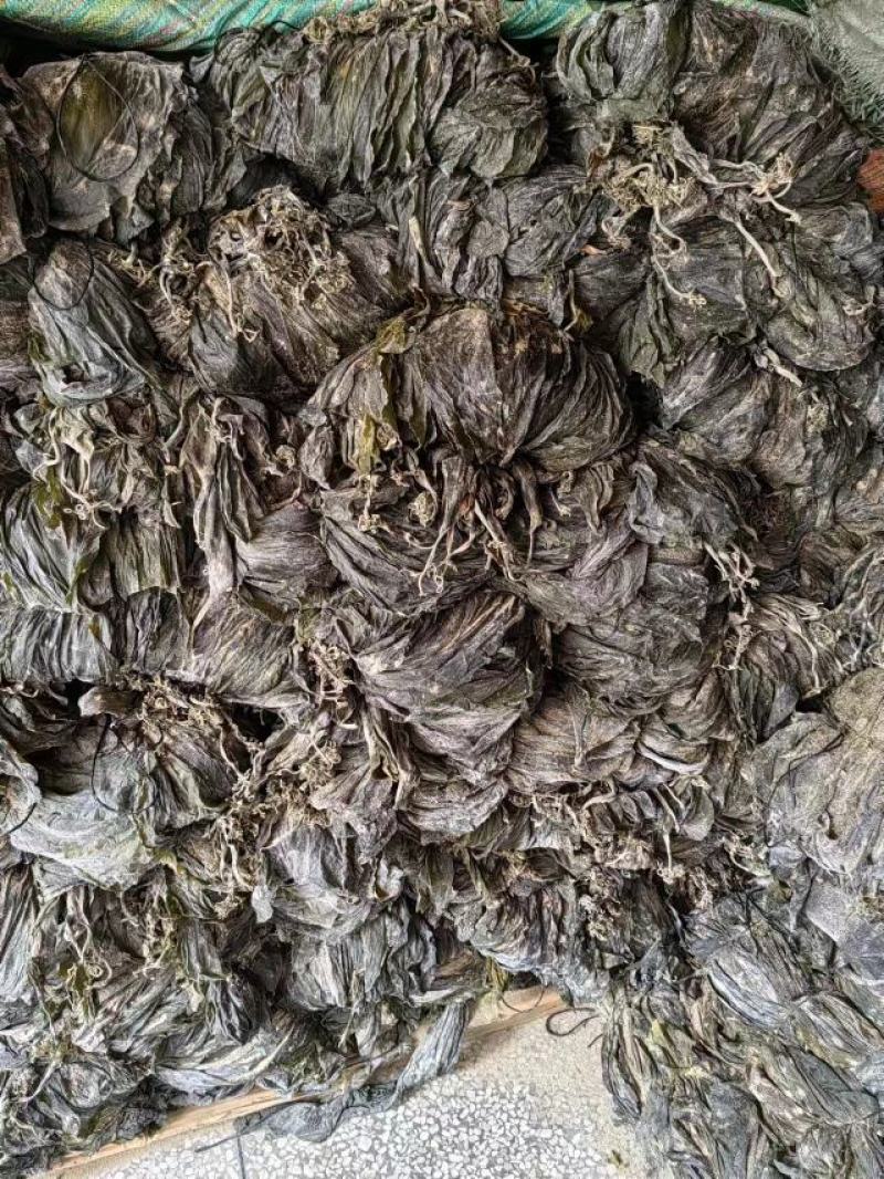干海带海带干海带海带一棵菜海带皮海带养殖加工场直接供货