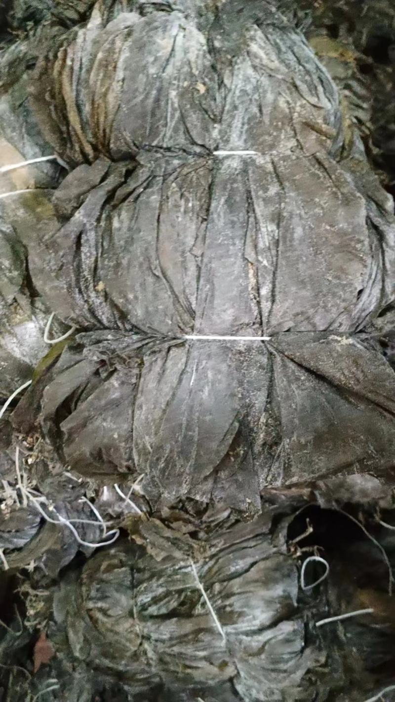 干海带海带干海带海带一棵菜海带皮海带养殖加工场直接供货