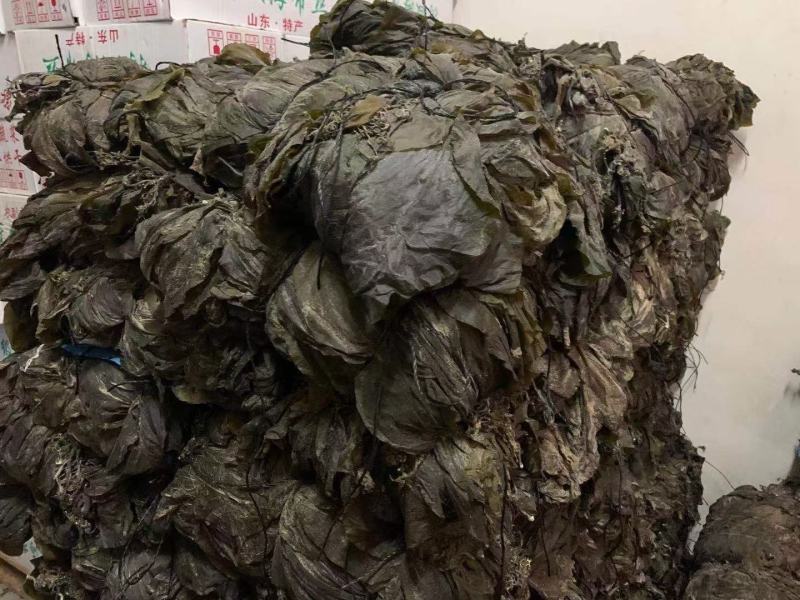 干海带海带干海带海带一棵菜海带皮海带养殖加工场直接供货