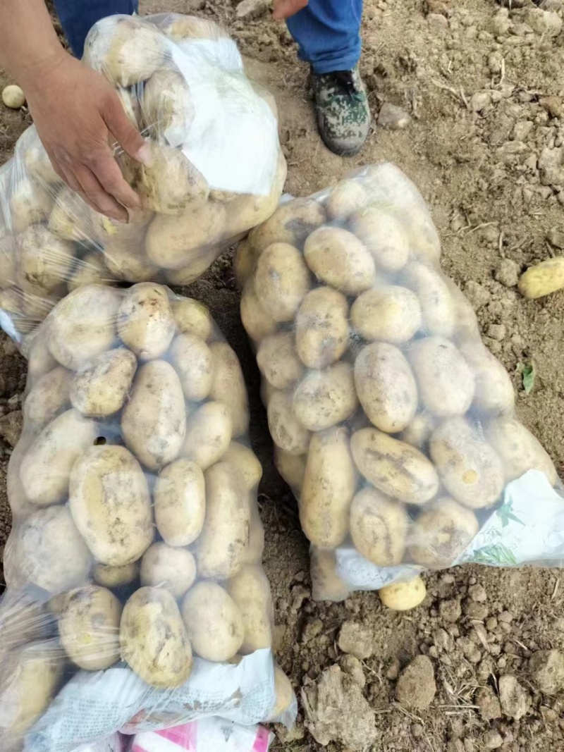 新野蔬菜基地直供中暑、沃土、希森、荷兰精品土豆大量供应