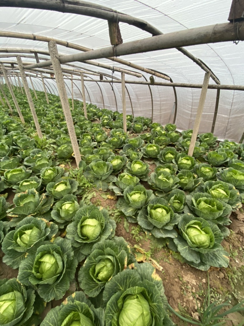 本地精品甘蓝、颜色绿、个头韵、可供：超市电商、欢迎来电