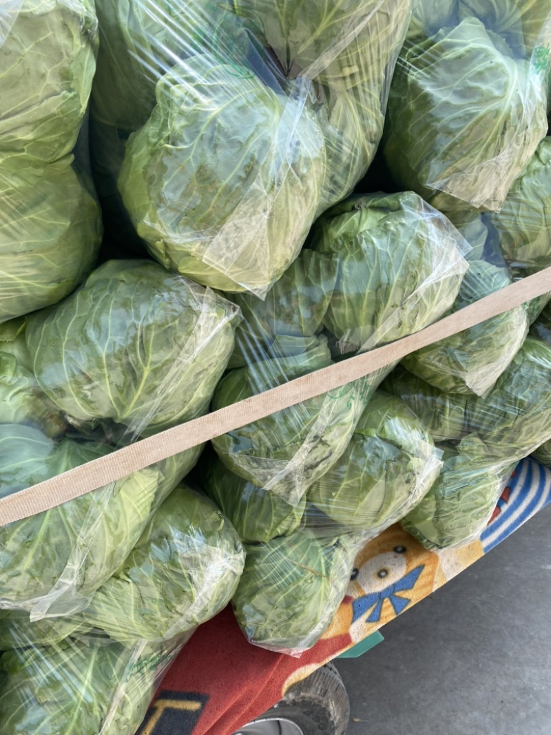 本地精品甘蓝、颜色绿、个头韵、可供：超市电商、欢迎来电