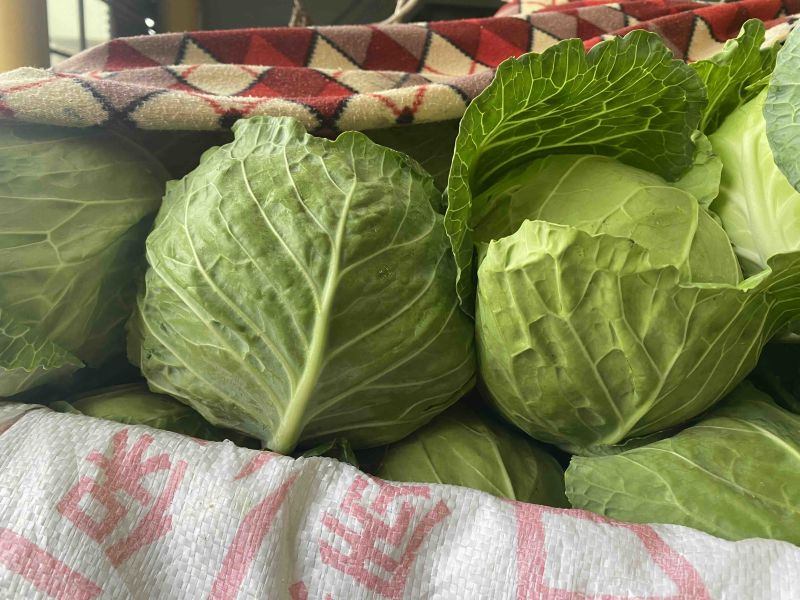 本地精品甘蓝、颜色绿、个头韵、可供：超市电商、欢迎来电