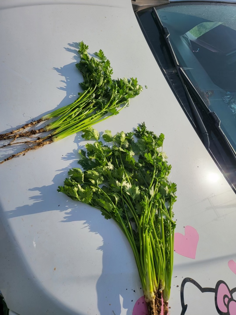 欢迎老板来骚扰大量有