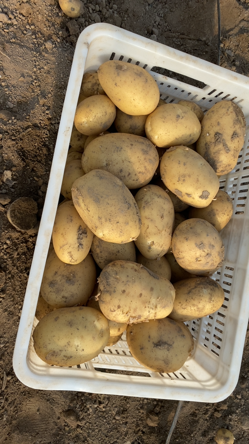 华州区沃土土豆二两半起步开始大量出货质量好支持视频看货