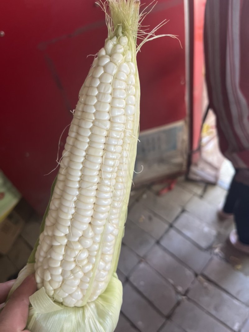 万糯2000糯玉米🌽无虫、颗粒饱满、个大、皮色好、代发