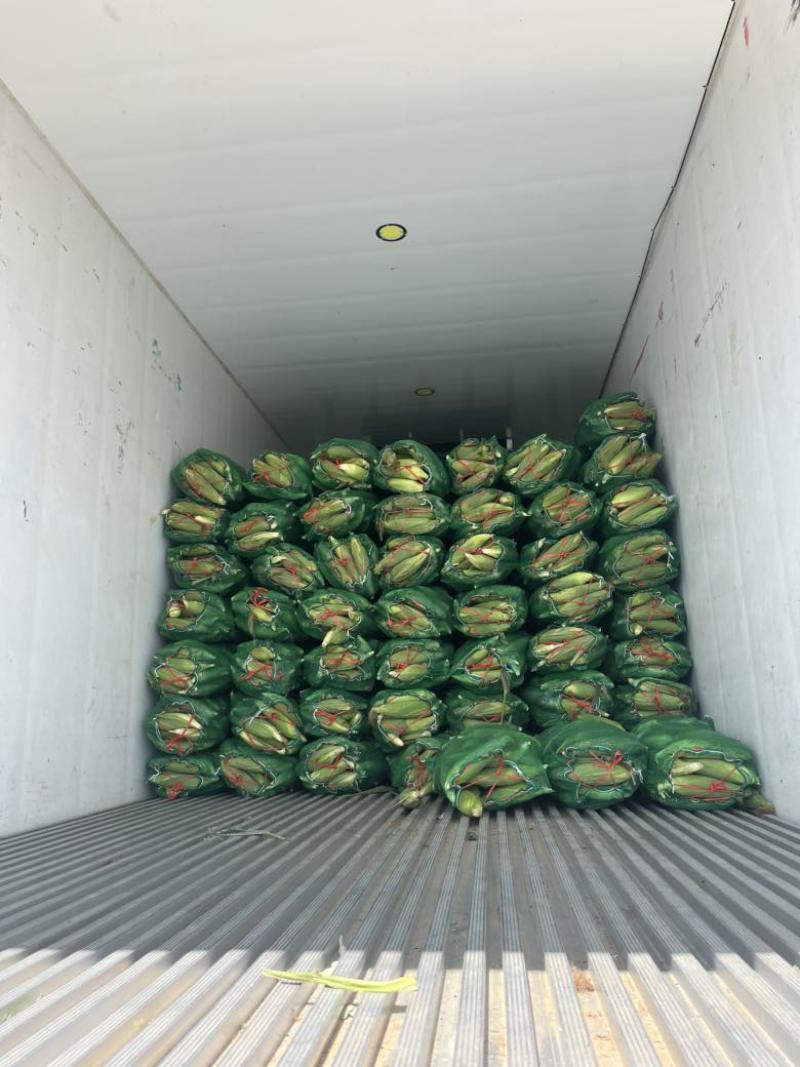 万糯2000糯玉米🌽无虫、颗粒饱满、个大、皮色好、代发