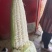 万糯2000糯玉米🌽无虫、颗粒饱满、个大、皮色好、代发
