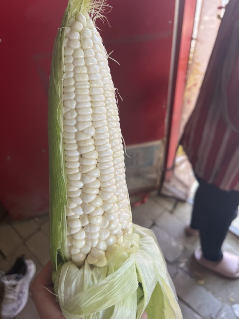 万糯2000糯玉米🌽无虫、颗粒饱满、个大、皮色好、代发