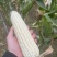 万糯2000糯玉米🌽无虫、颗粒饱满、个大、皮色好、代发