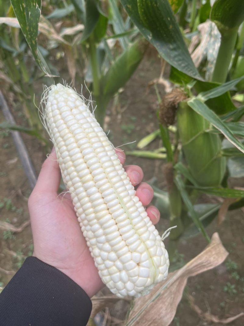 万糯2000糯玉米🌽无虫、颗粒饱满、个大、皮色好、代发