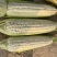 万糯2000糯玉米🌽无虫、颗粒饱满、个大、皮色好、代发