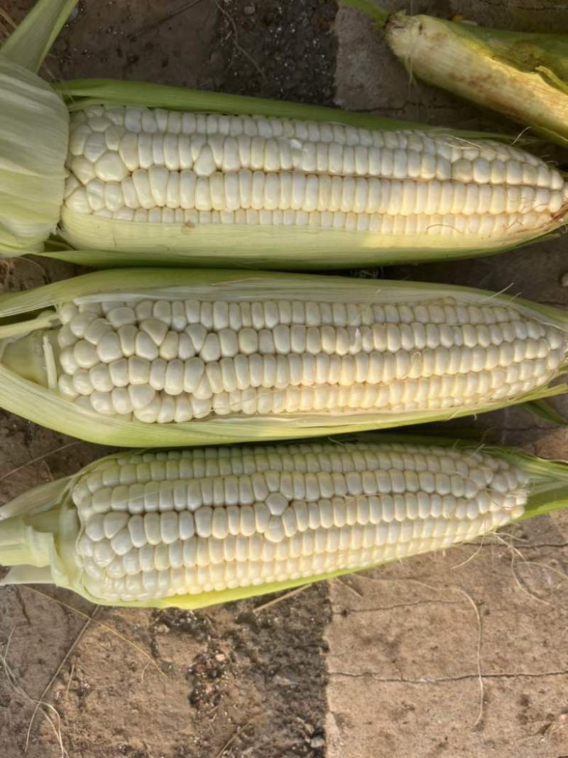 万糯2000糯玉米🌽无虫、颗粒饱满、个大、皮色好、代发