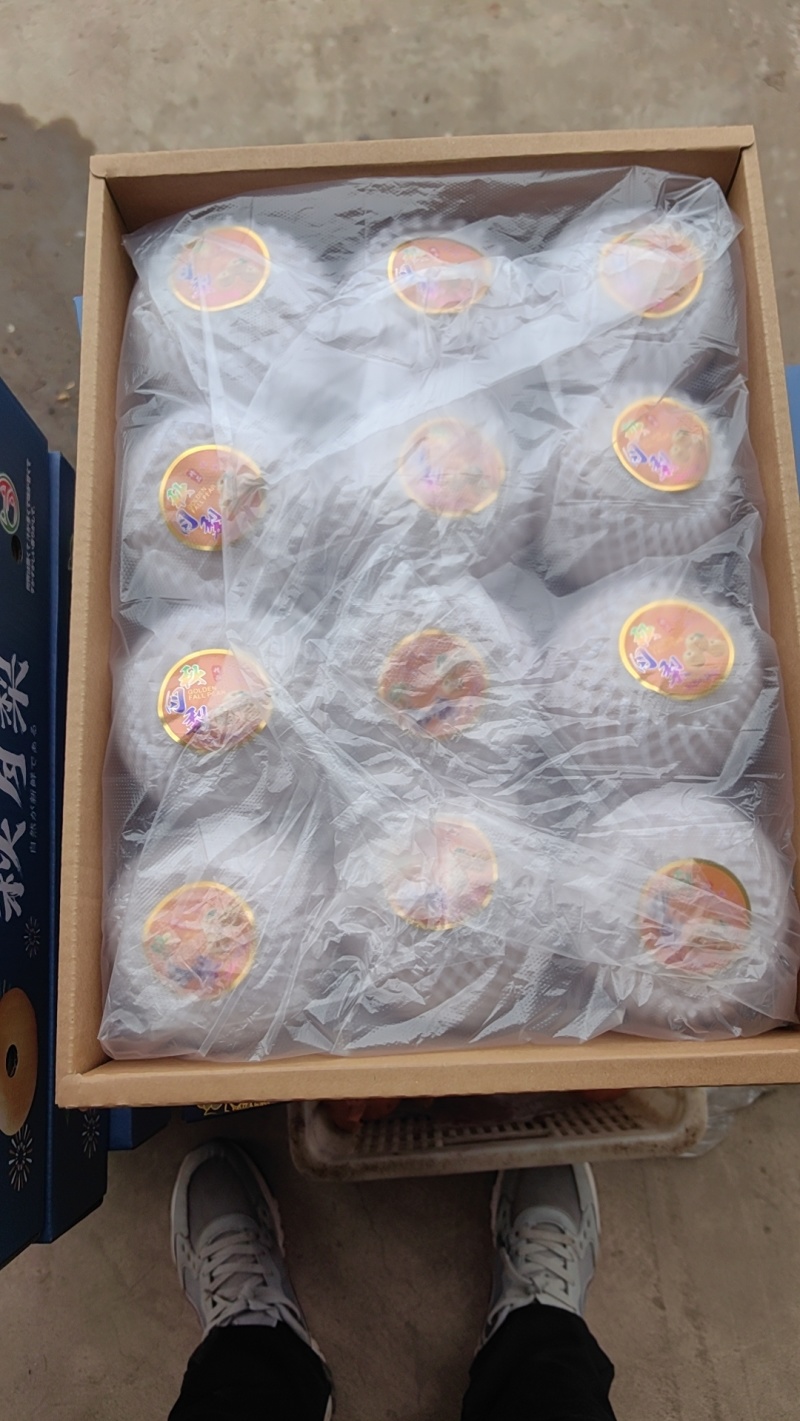 供应莱阳产区优质秋月梨，质优价适，品质保证。