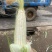 万糯2000糯玉米🌽无虫、颗粒饱满、个大、皮色好、代发