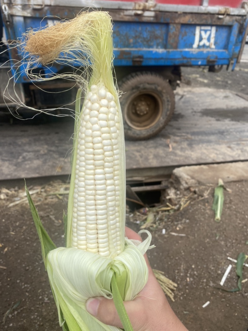 万糯2000糯玉米🌽无虫、颗粒饱满、个大、皮色好、代发