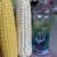 万糯2000糯玉米🌽无虫、颗粒饱满、个大、皮色好、代发