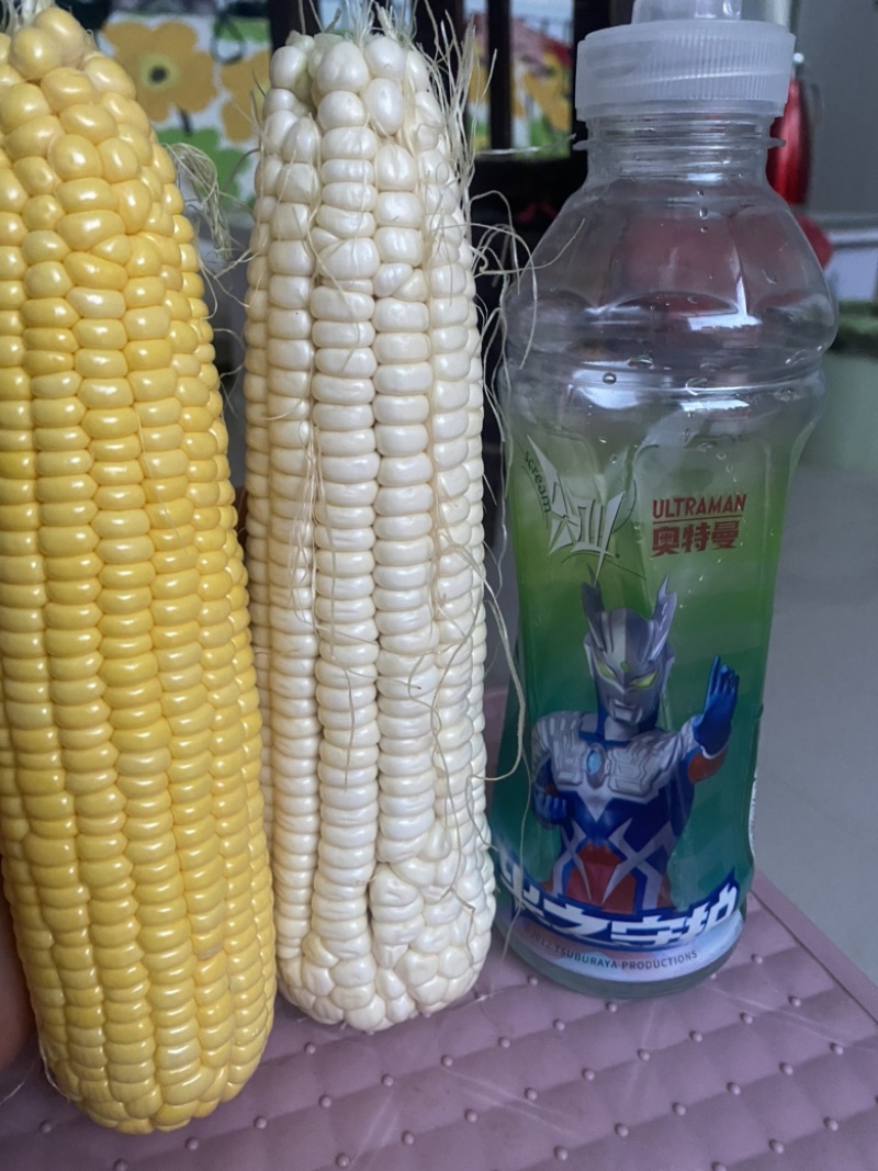 万糯2000糯玉米🌽无虫、颗粒饱满、个大、皮色好、代发