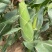 万糯2000糯玉米🌽无虫、颗粒饱满、个大、皮色好、代发
