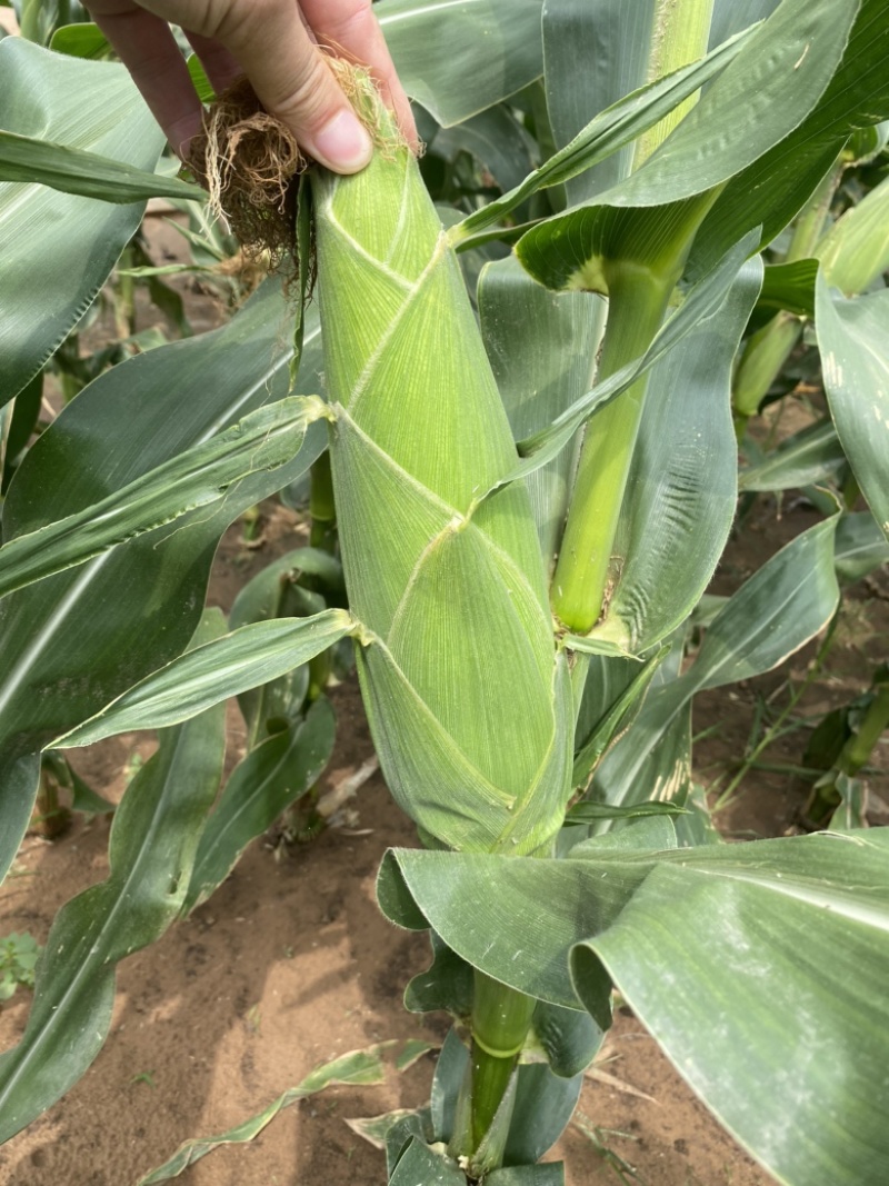 万糯2000糯玉米🌽无虫、颗粒饱满、个大、皮色好、代发