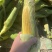 （优质）水果玉米🌽无虫眼、个头大、满顶、欢迎来电