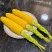 （优质）水果玉米🌽无虫眼、个头大、满顶、欢迎来电
