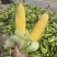 （优质）水果玉米🌽无虫眼、个头大、满顶、欢迎来电