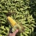 （优质）水果玉米🌽无虫眼、个头大、满顶、欢迎来电