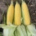 （优质）水果玉米🌽无虫眼、个头大、满顶、欢迎来电