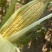 （优质）水果玉米🌽无虫眼、个头大、满顶、欢迎来电