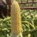（优质）水果玉米🌽无虫眼、个头大、满顶、欢迎来电