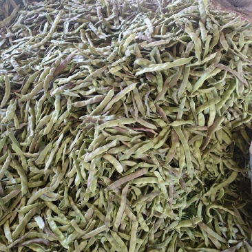 油豆角