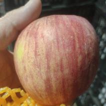 陕西红富士苹果