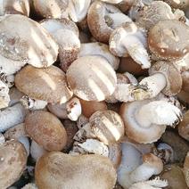 香菇冬菇产地直供，干货鲜货长期供应，基地直发，量大价优，欢迎