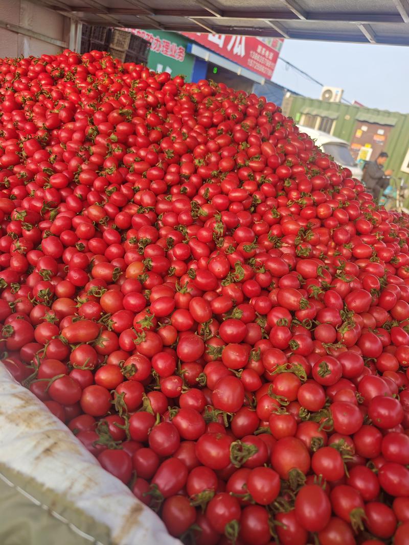 千禧贝贝小番茄七分甜三分酸货量充足价格稳定常年有货选果机分拣
