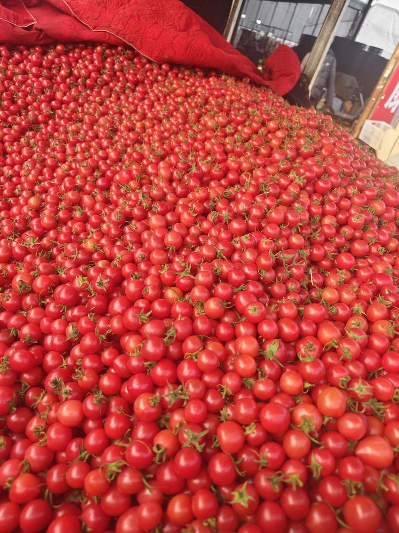 千禧贝贝小番茄七分甜三分酸货量充足价格稳定常年有货选果机分拣