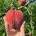 桃🍑毛桃特早红，红不软，美佳，春雪，各种毛桃大量供应