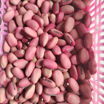 新鲜刀豆种子，优质原产地，助您打造丰收果实！