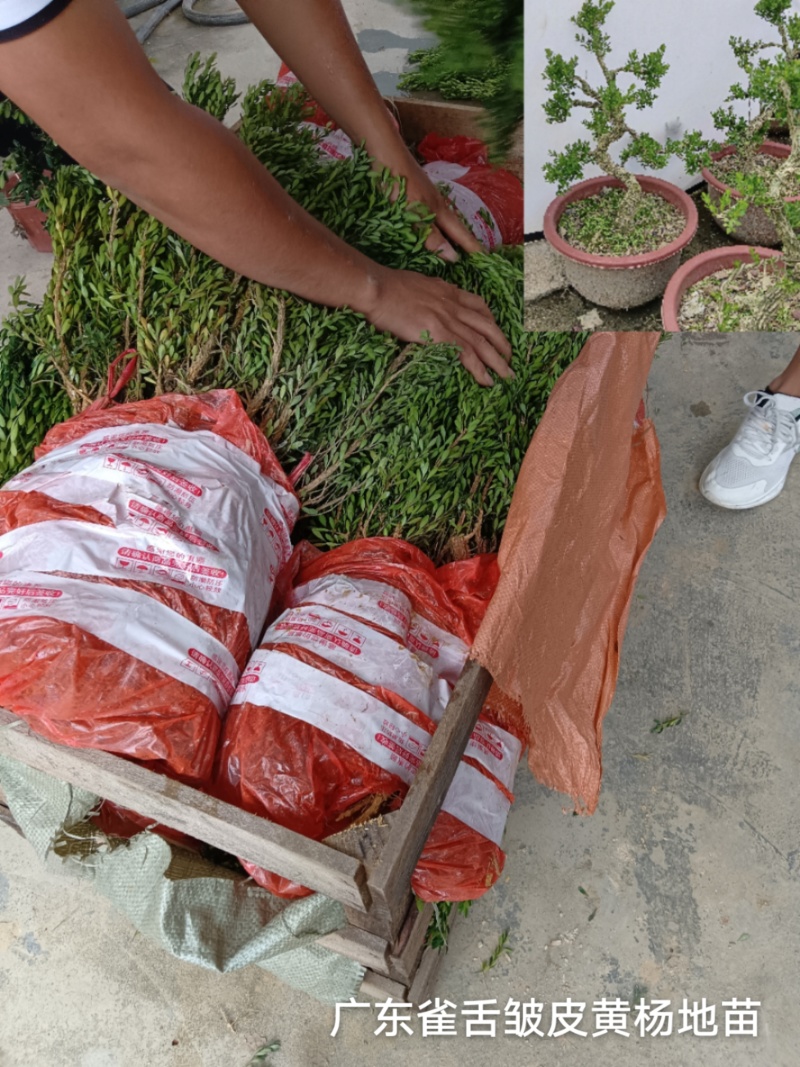广东雀舌皱皮黄杨/地苗/高度30到50左右