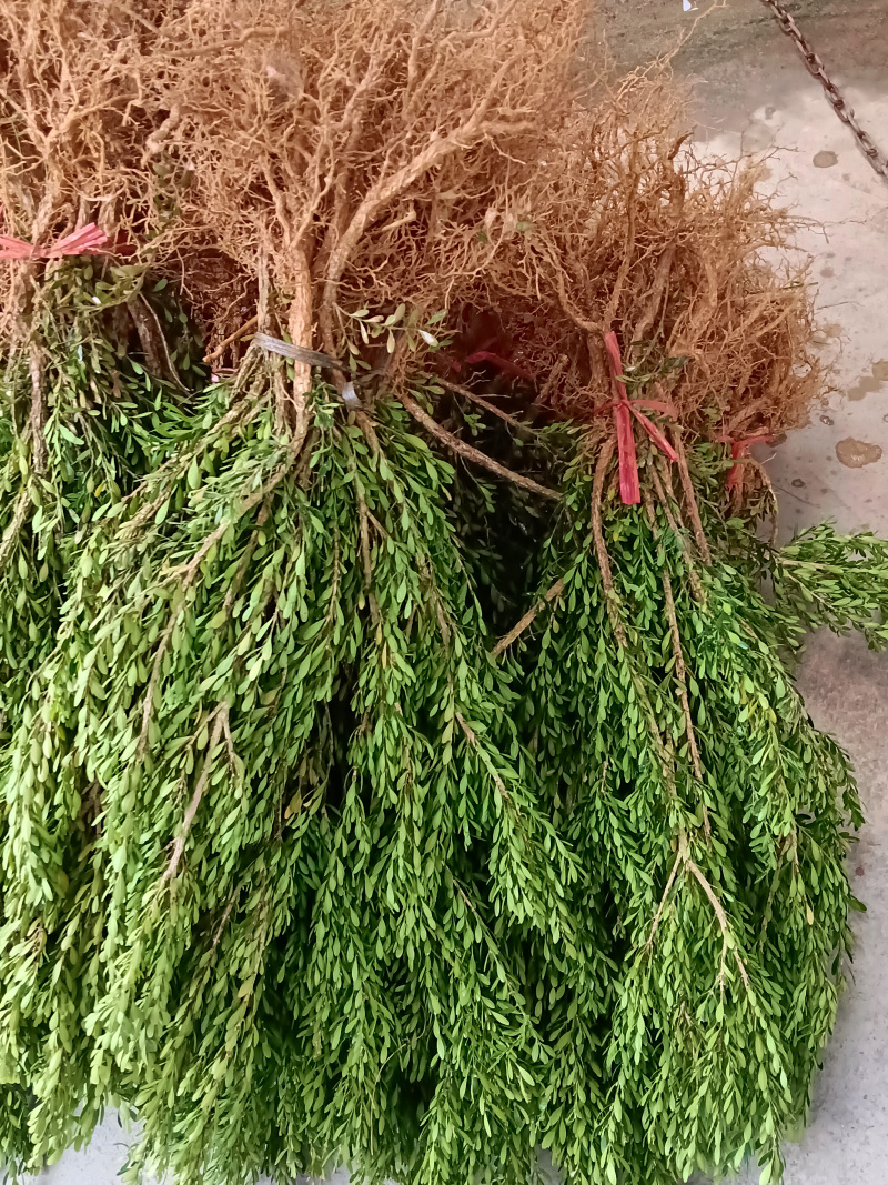 广东雀舌皱皮黄杨/地苗/高度30到50左右