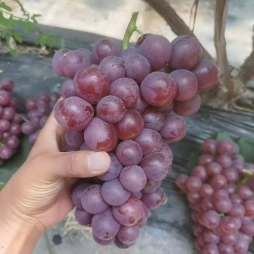 【超越一号葡萄】万亩基地，大量上市，对接加工厂，合作共赢