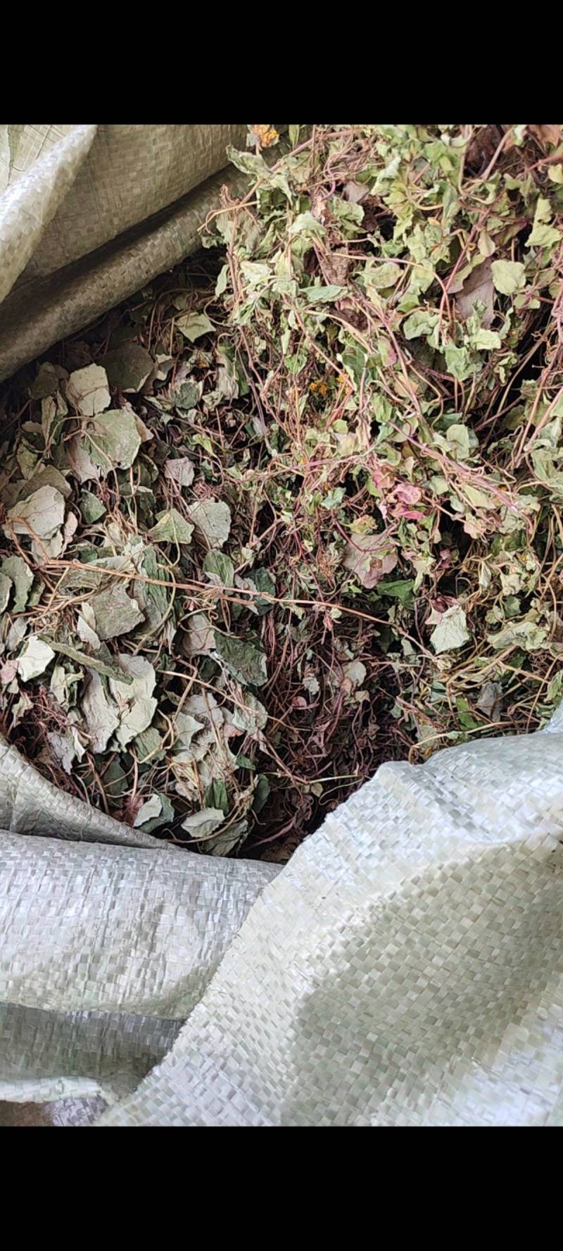 野生金钱草大叶小叶金钱草自然晒干