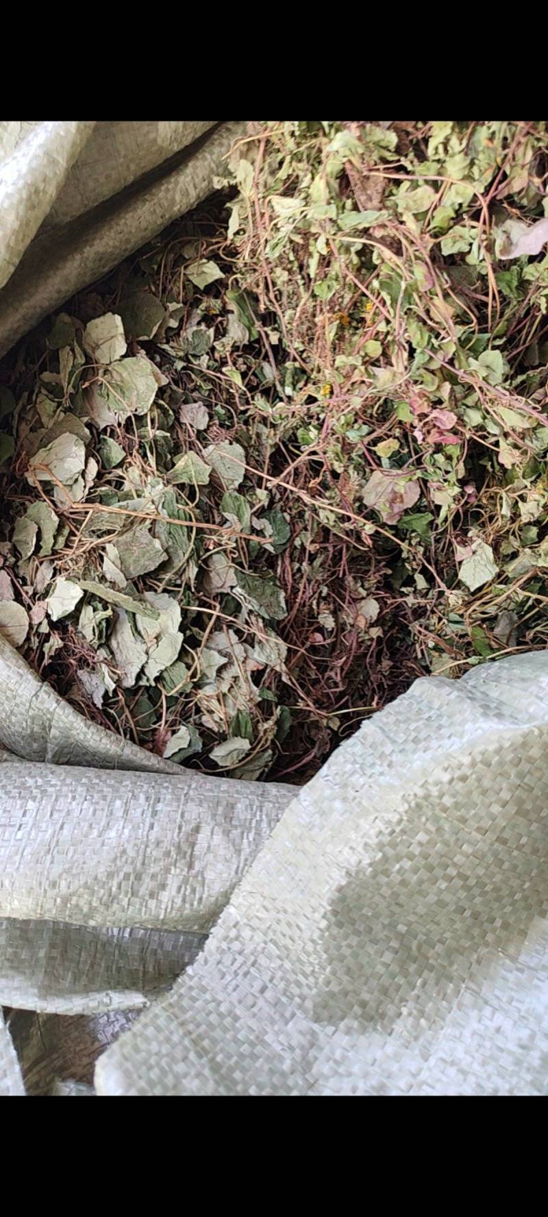 野生金钱草大叶小叶金钱草自然晒干