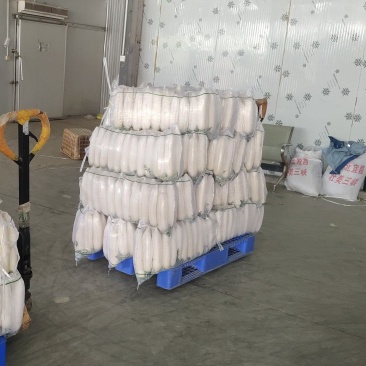 精品白萝卜大量上市