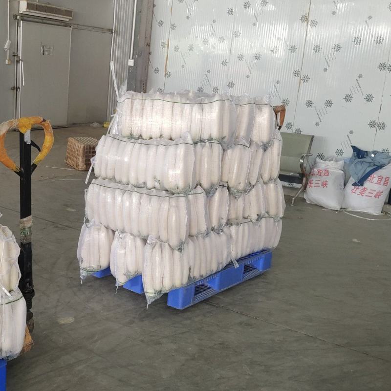 精品白萝卜大量上市